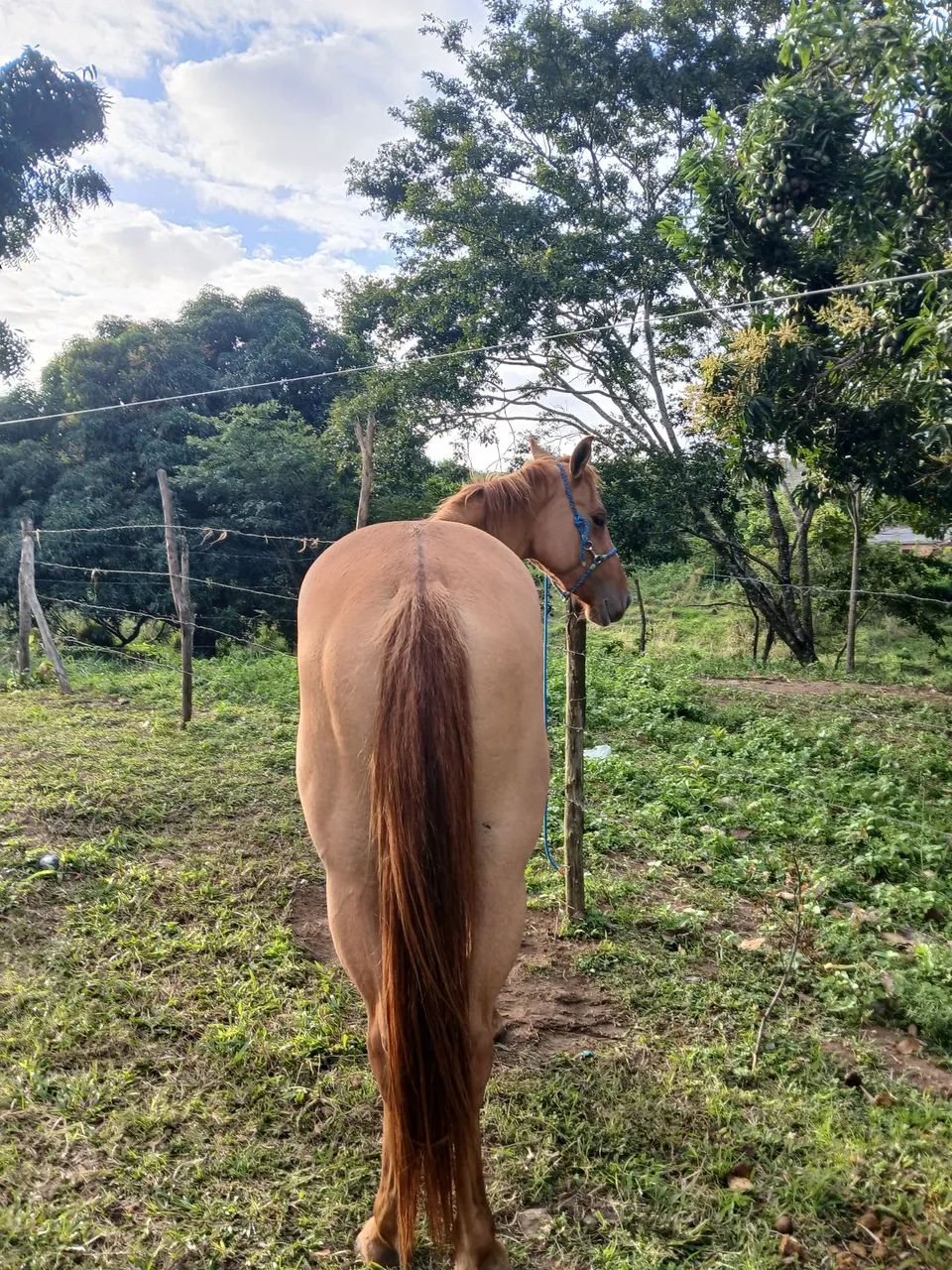 Potra para vender! - Foto 3