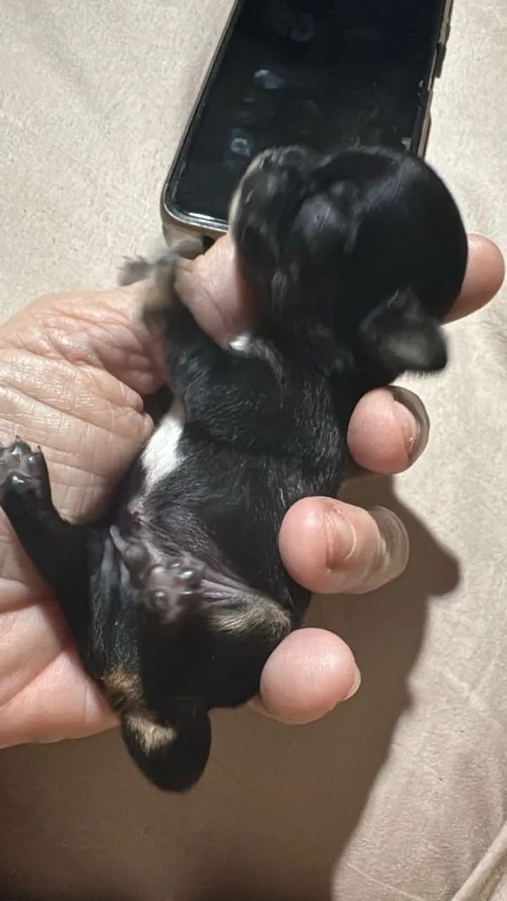 Filhote de Chihuahua  - Foto 2