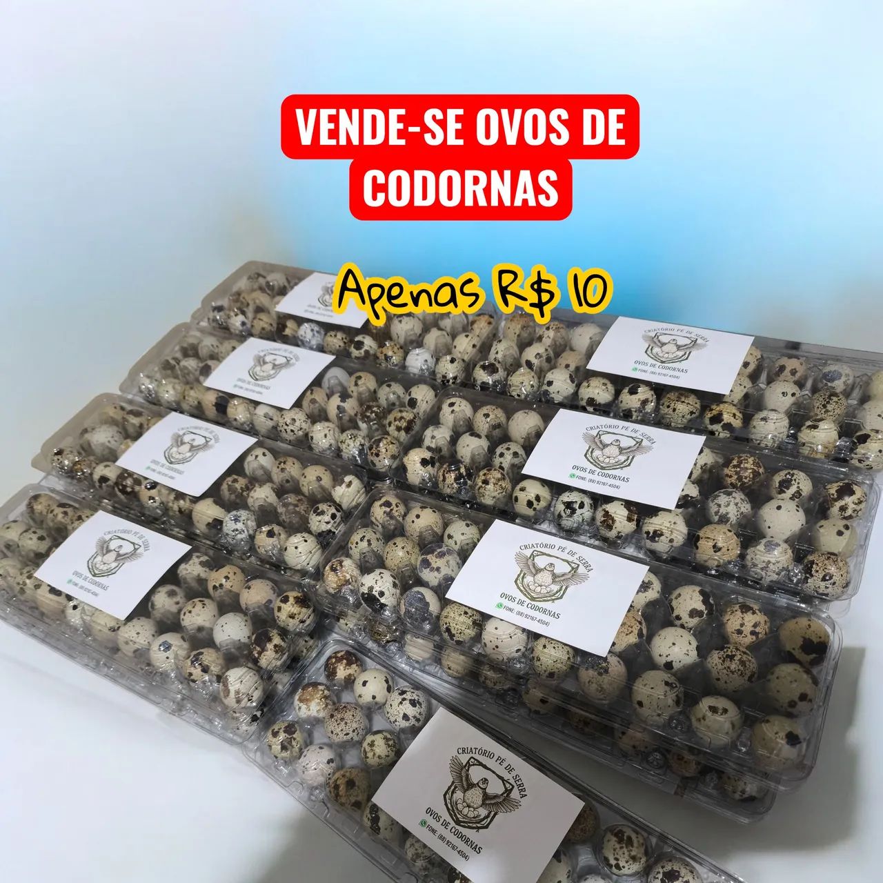 Ovos de codornas frescos direto do produtor 