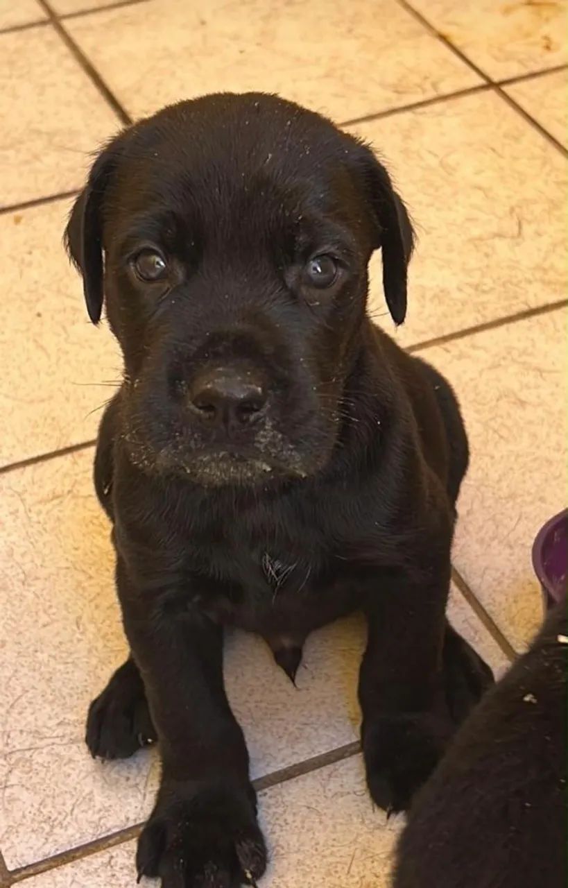 Filhote de Cane corso