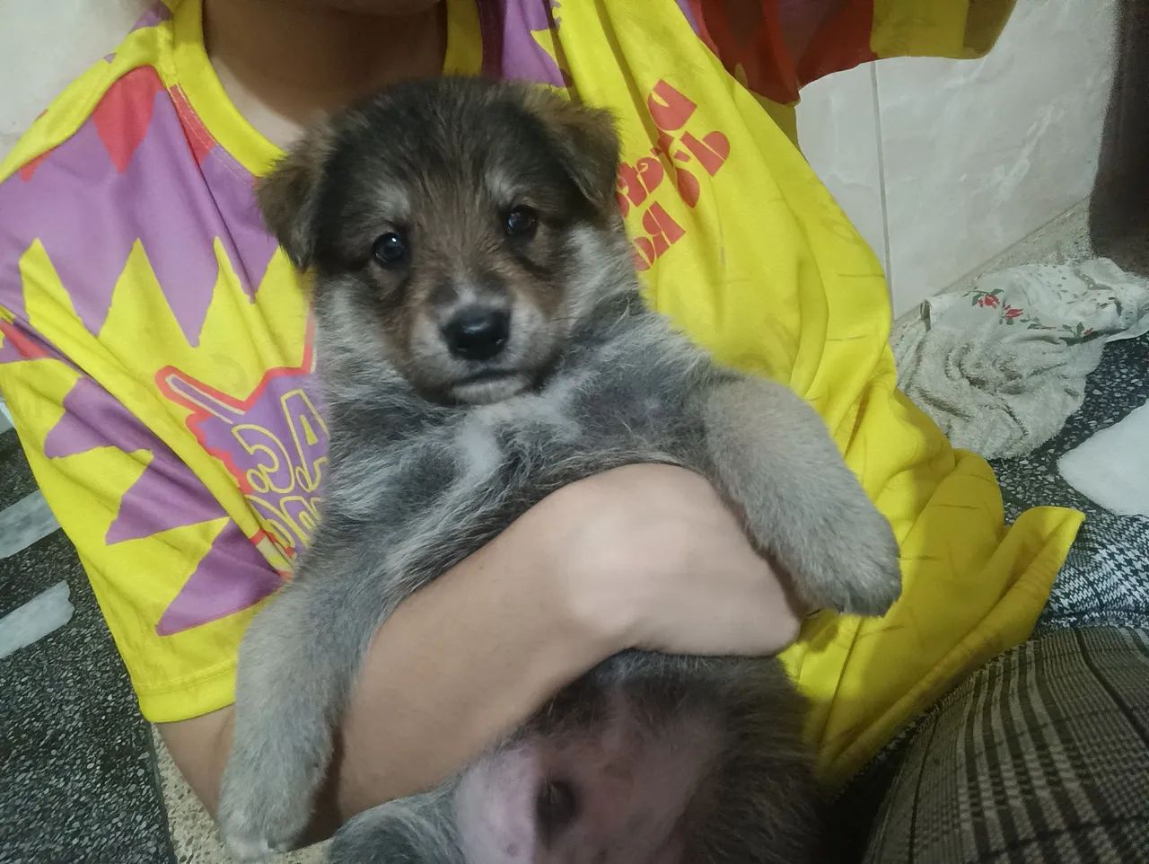 Cachorro Pastor - Foto 3