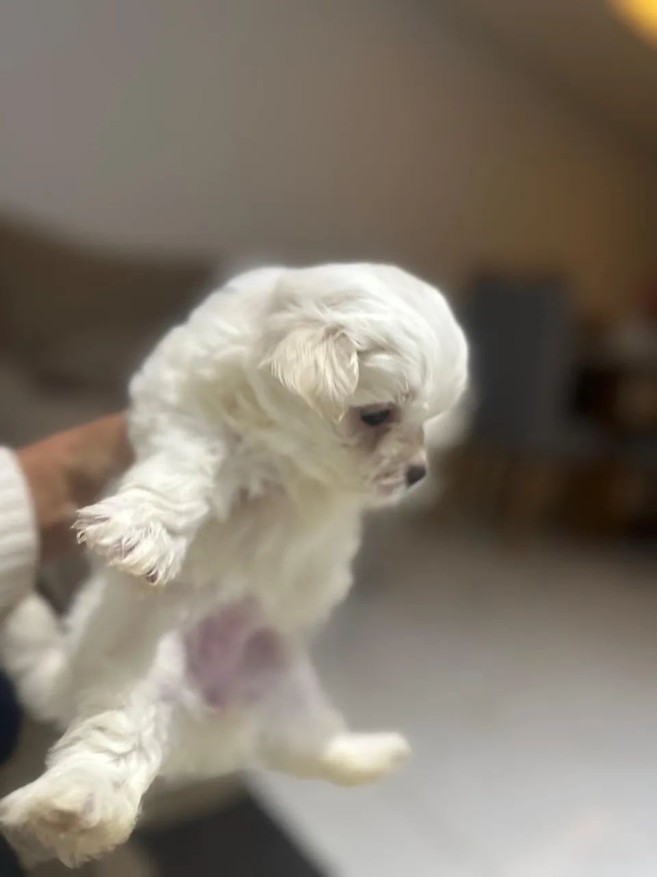 Maltês Micro Verdadeiro - Filhotes Lindos
