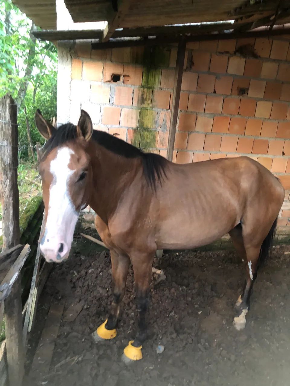 Cavalo novo barato, manso pra criança anda puxou carroça duas vezes de primeira  - Foto 2