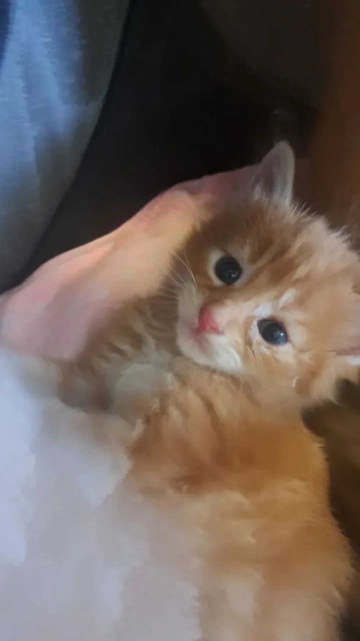 Maine Coon