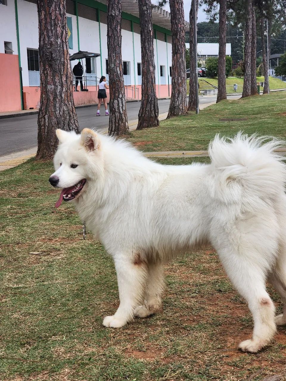 Cachorro - Foto 2