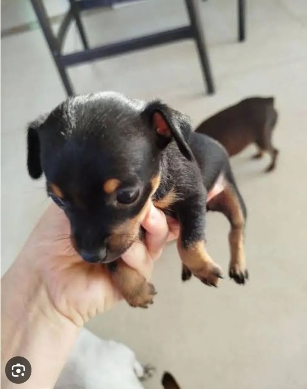 Pinscher n 1 pronta a entrega  - Foto 2