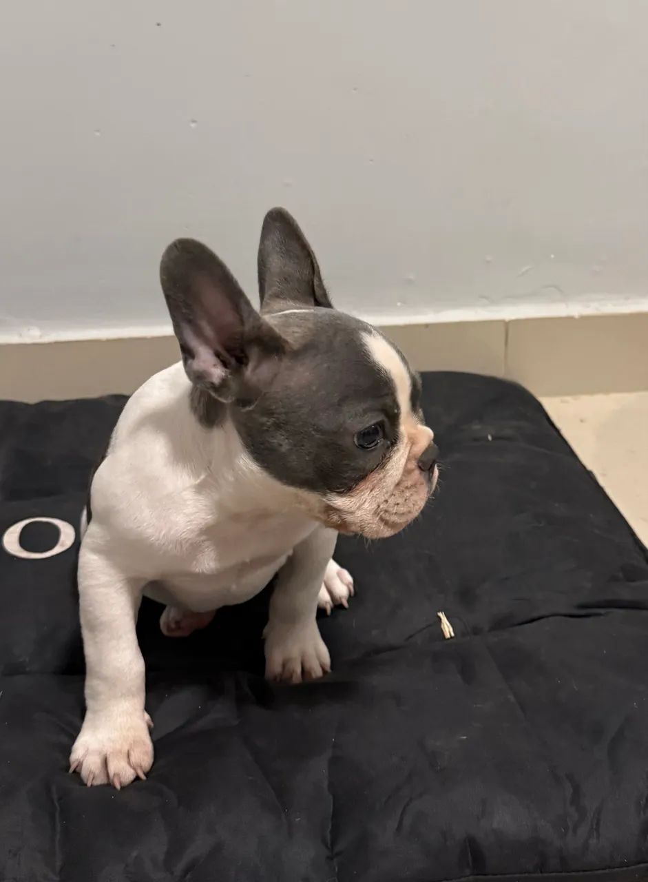 Buldogue francês  - Foto 3
