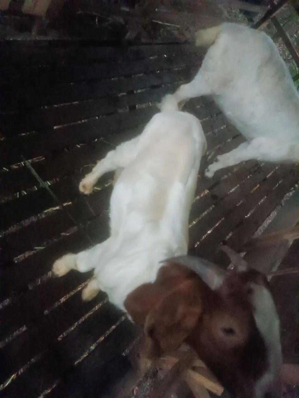 Cabra e bode ? - Foto 2