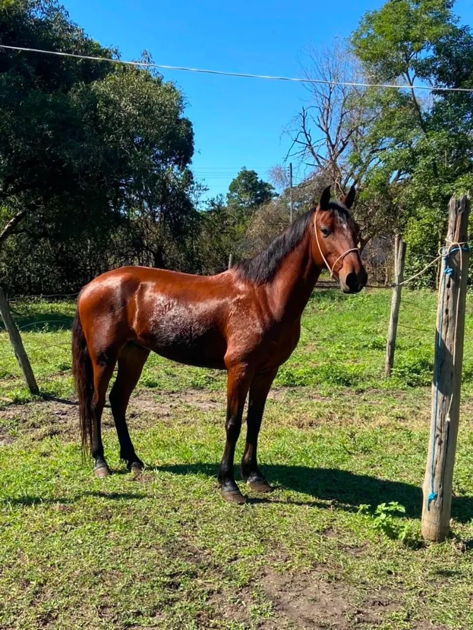 Cavalo marchador 