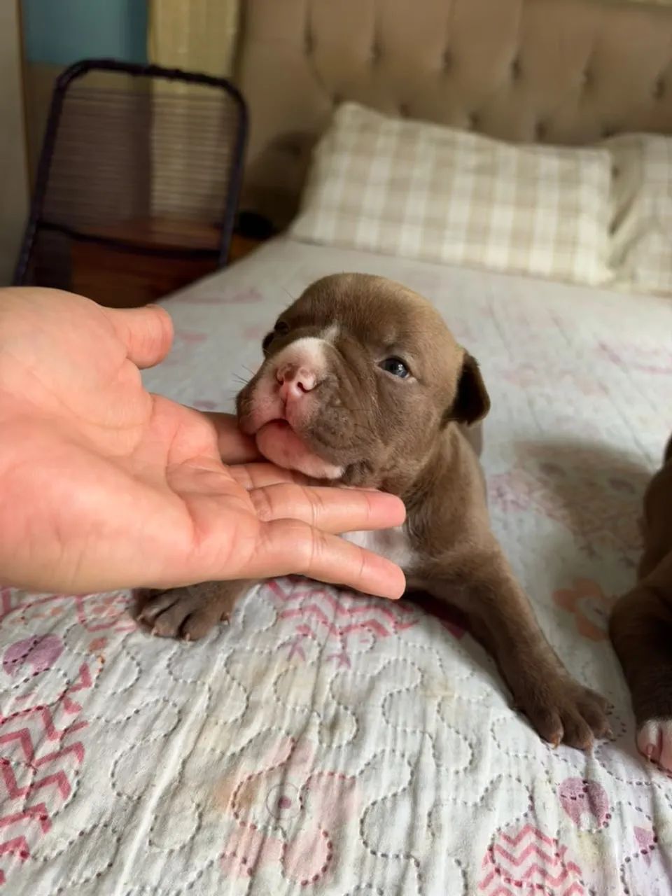 Pitbull  - Foto 2
