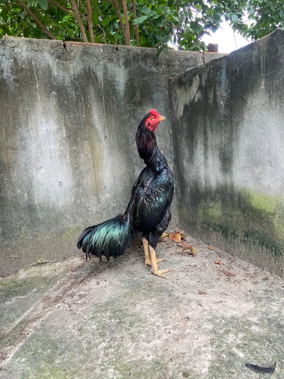 Galos e Galinhas - Foto 2