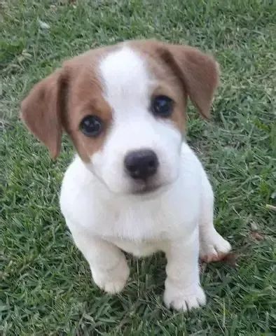 o cachorro do mascara  - Foto 2