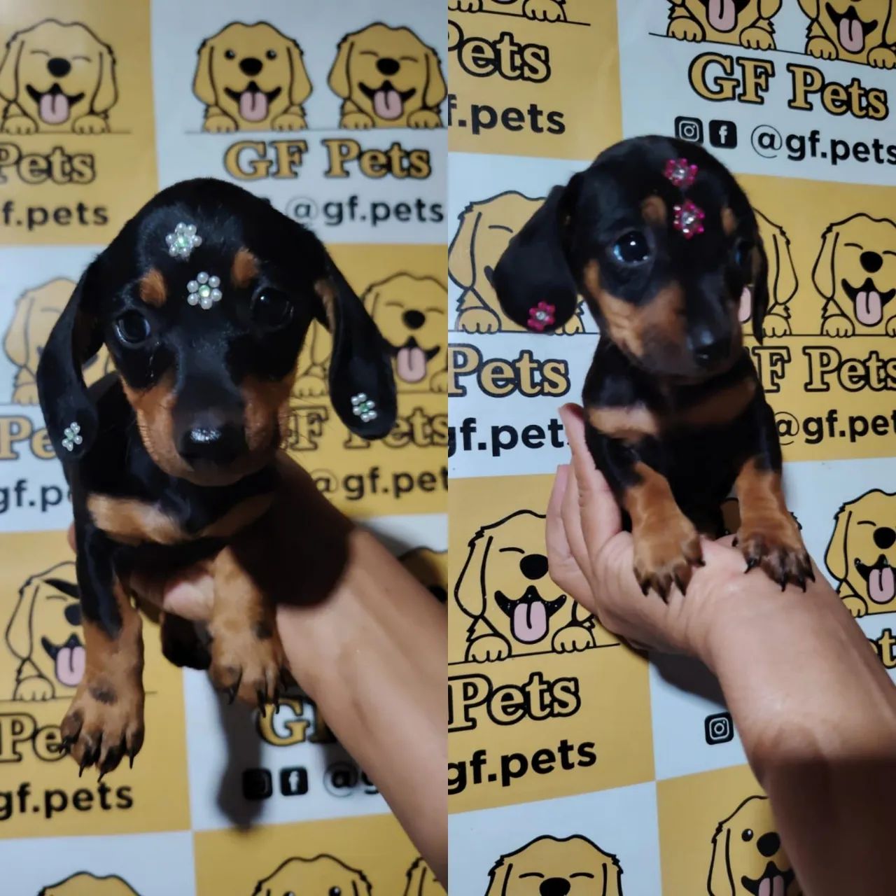 Teckel Dashchund salsicha cofap micro e padrao