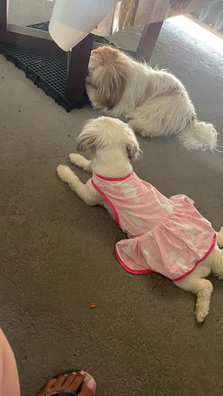 Vende cachorro Shitzu  - Foto 5