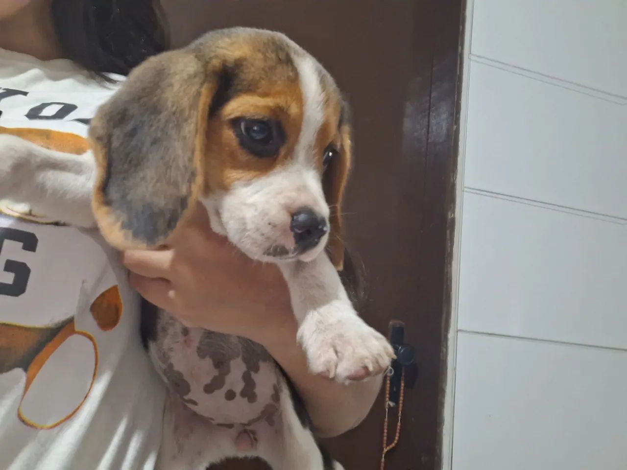 BEAGLE FILHOTE MACHO - Foto 3