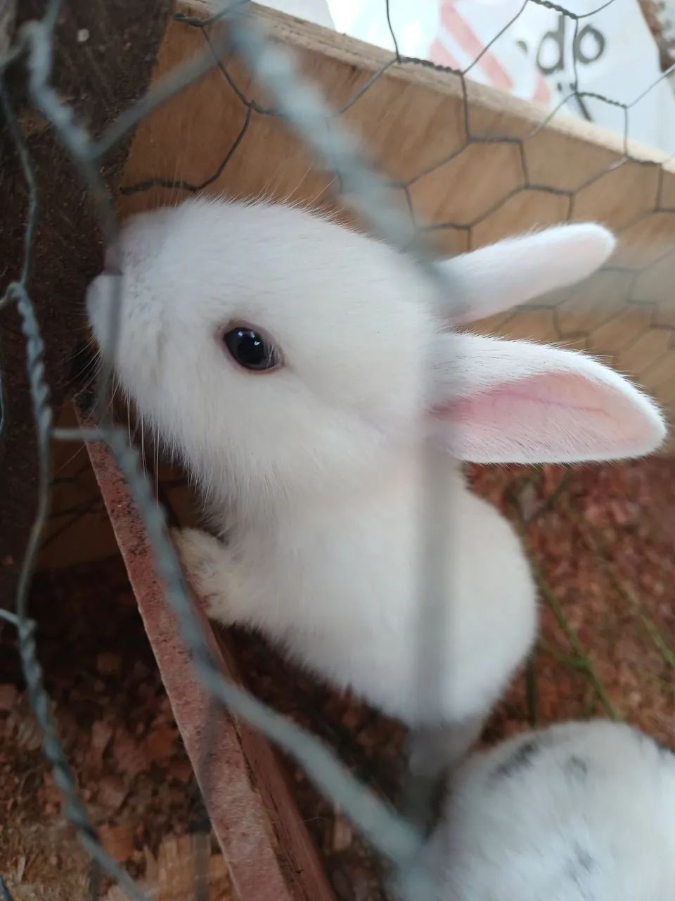 Coelhos filhotes  - Foto 2