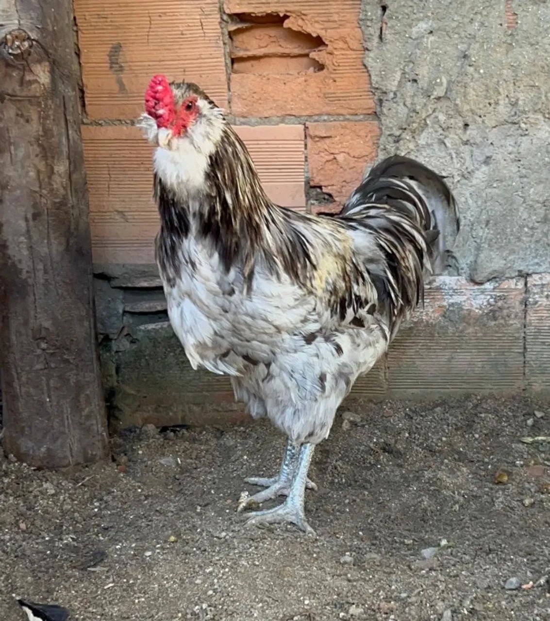 FRANGAS E FRANGOS 