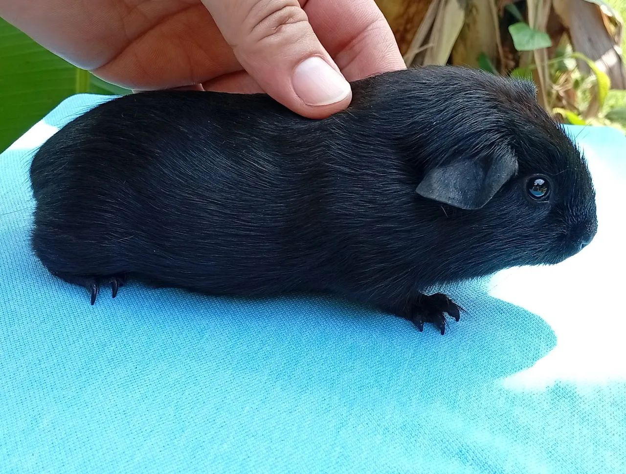 Porquinhos da índia 