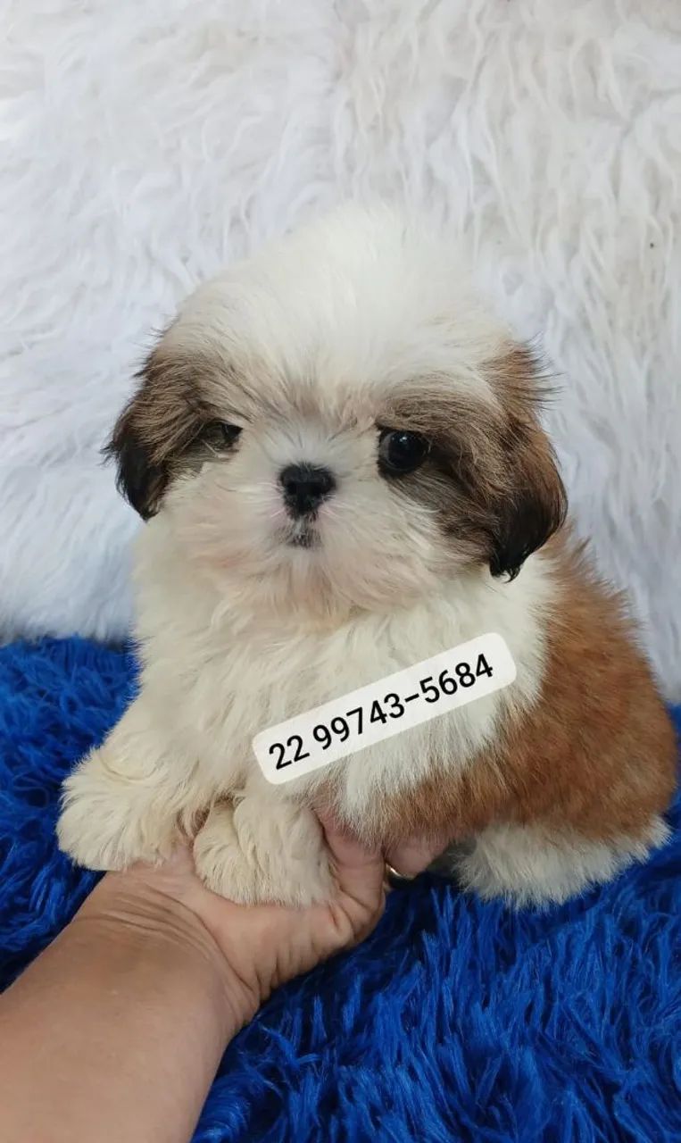Shihtzu Machos  - Foto 2