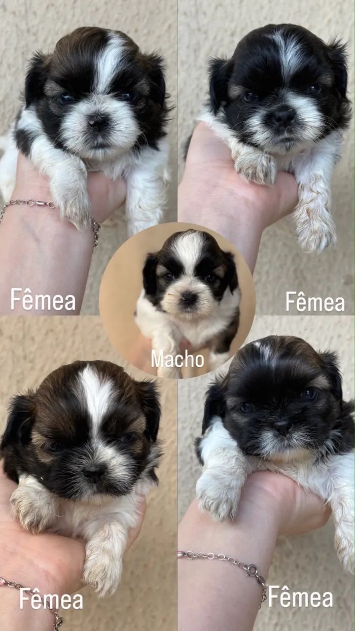 Venda de Pet 