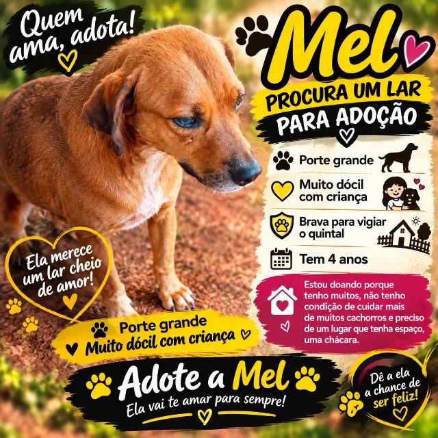Cachorra Fêmea 