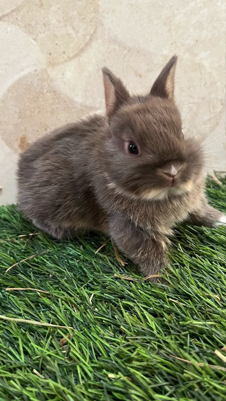 Mini Netherland Dwarf