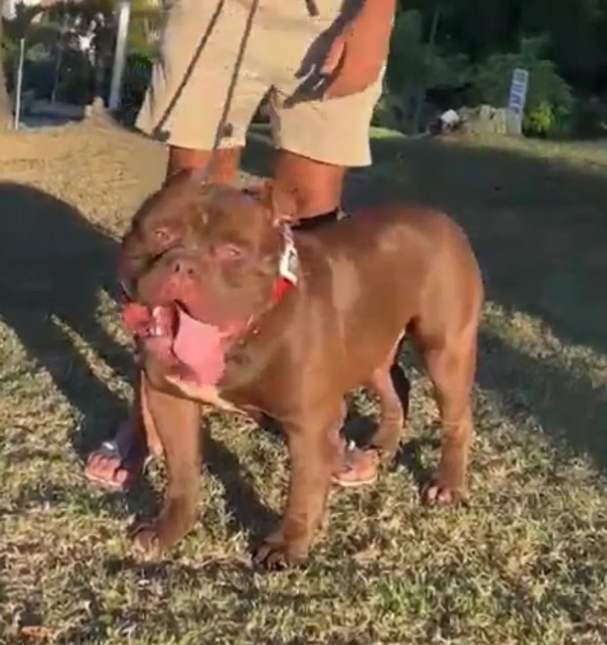 PitBull Monster  - Foto 3