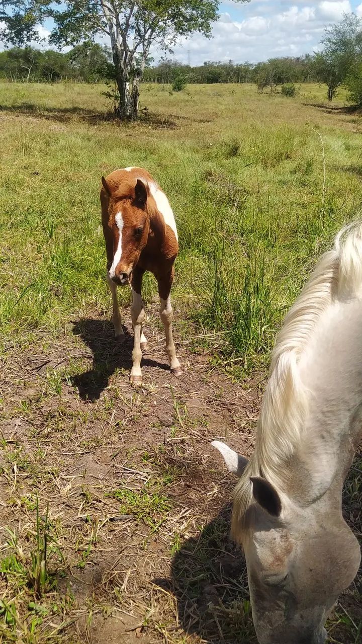 Égua com potra quarto de milha  - Foto 2