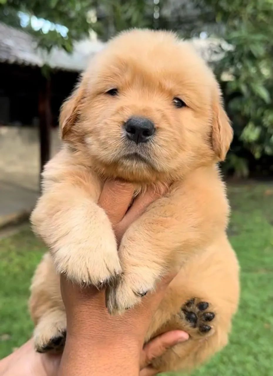 Doação responsável de golden 