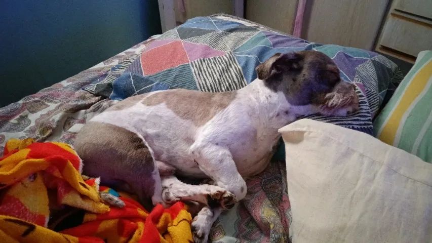 Vendas de shitiso  - Foto 10