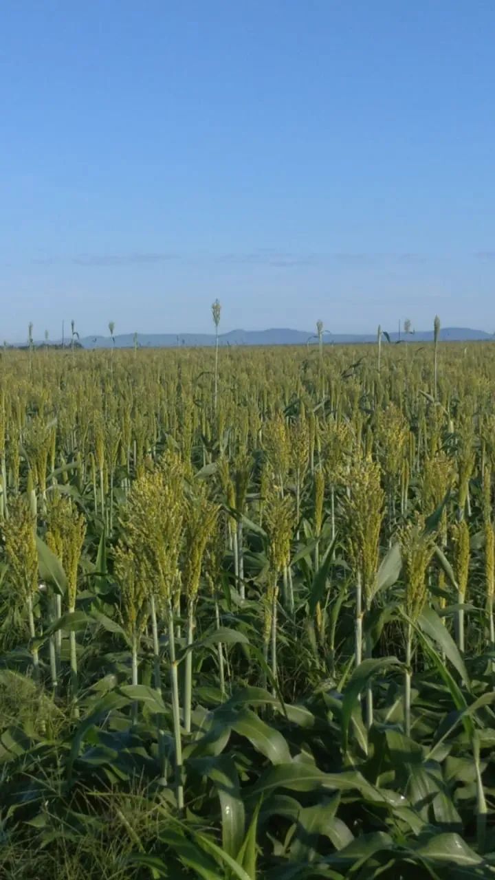 Fazenda a venda em Peixe Tocantins!!! - Foto 2