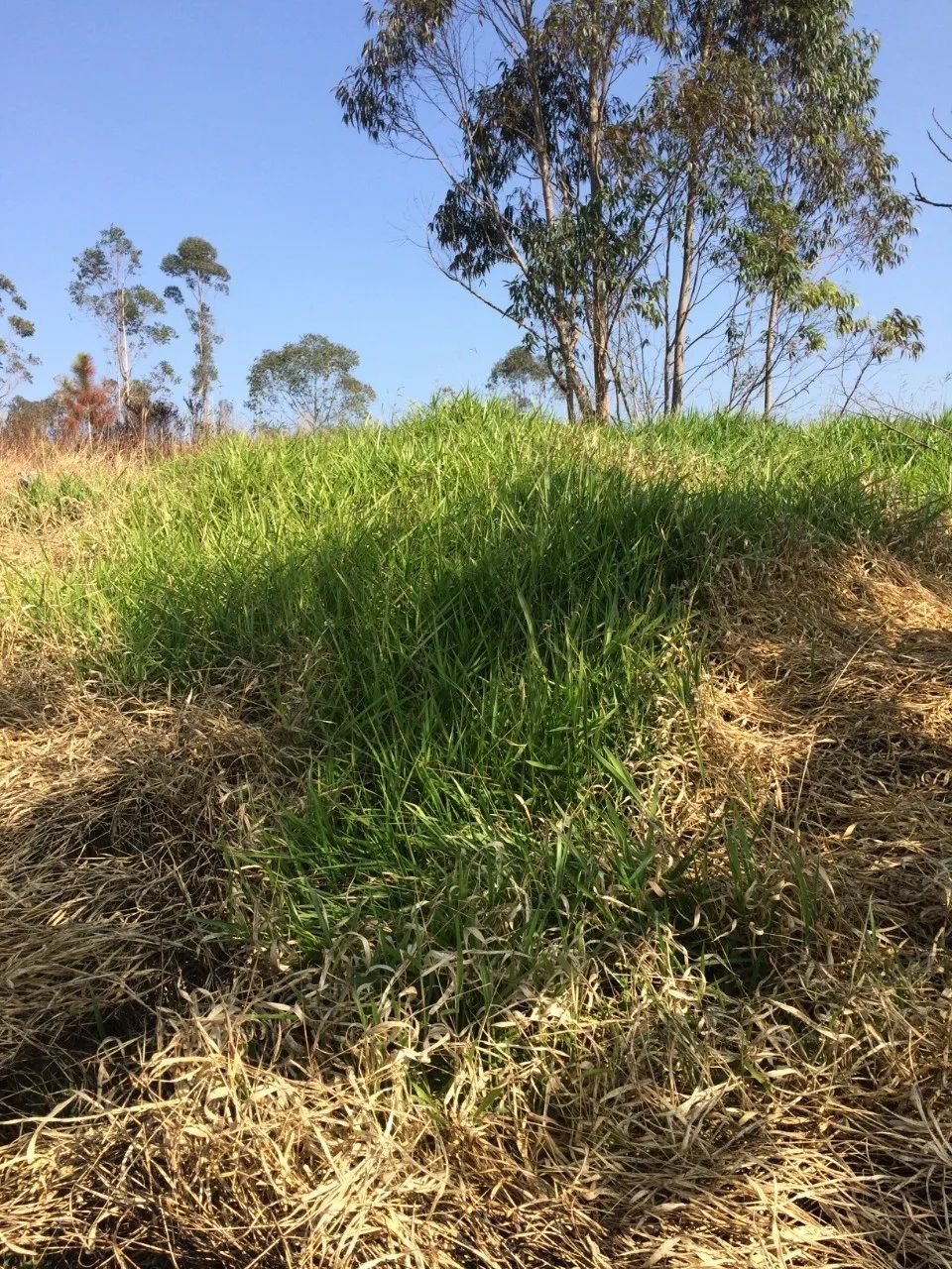 TERRENO COMERCIAL em ITAPECERICA DA SERRA - SP, DA LAGOA - Foto 3
