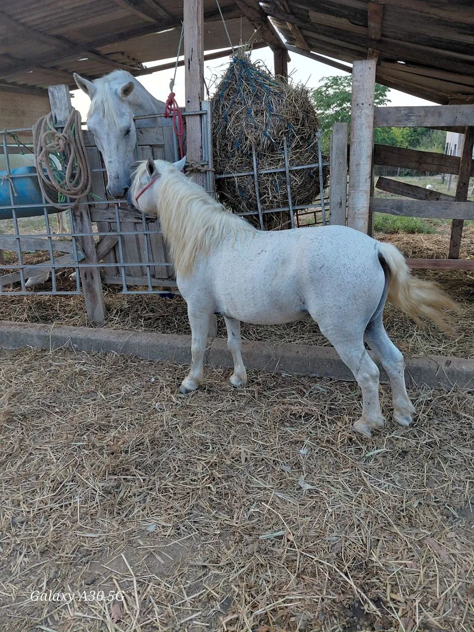Cavalo ponei - Foto 4