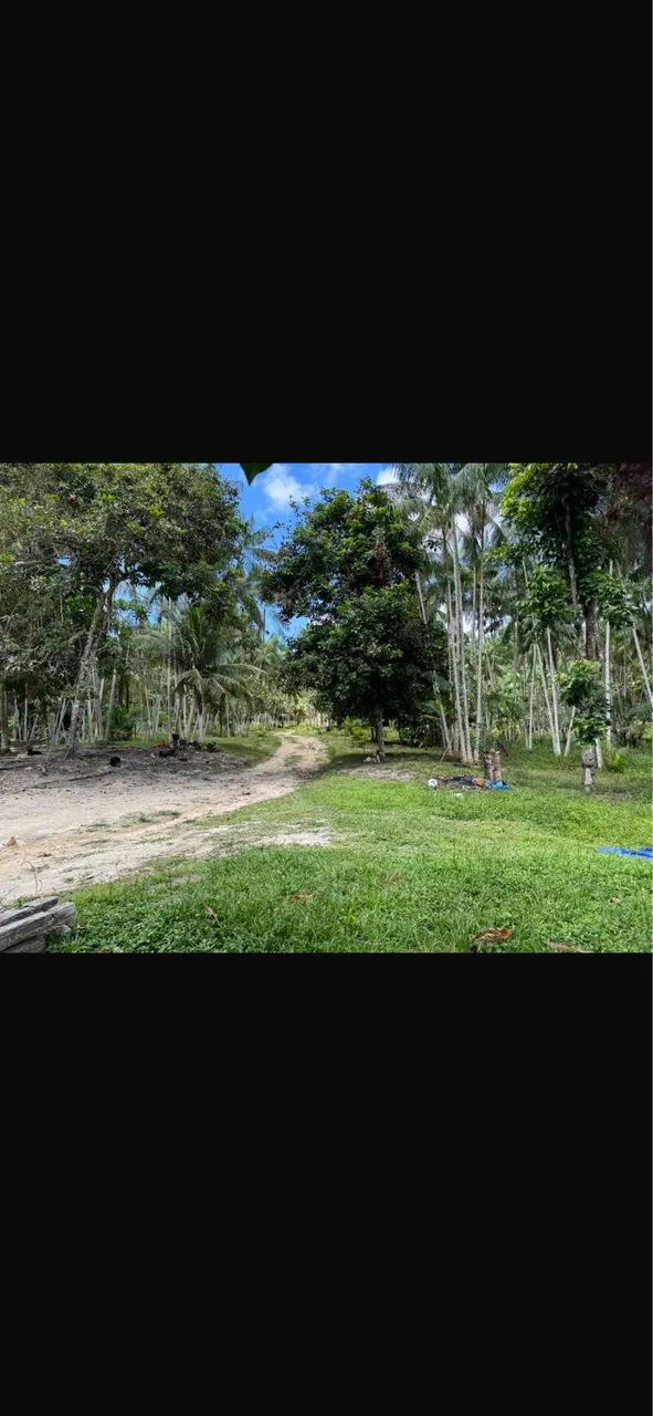 45 hectares de açaí produzindo - Foto 4