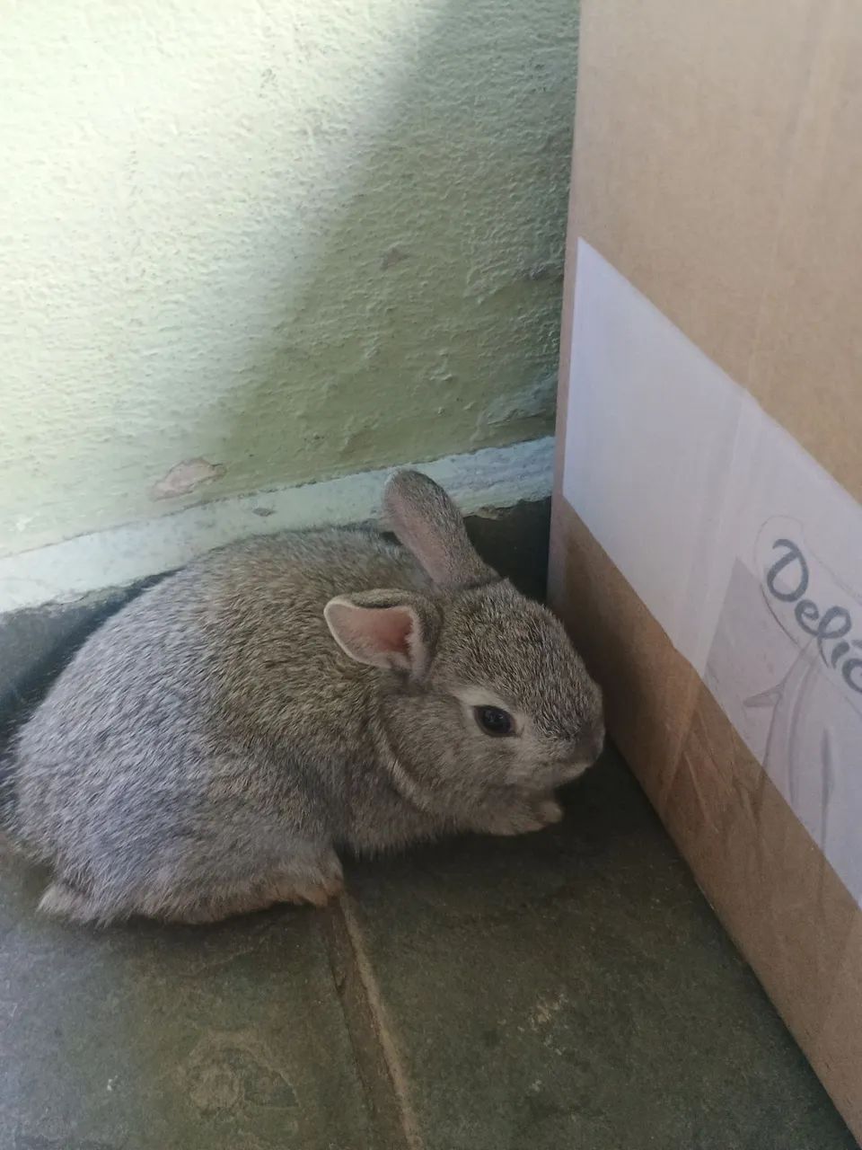 Vendo Mini coelho 