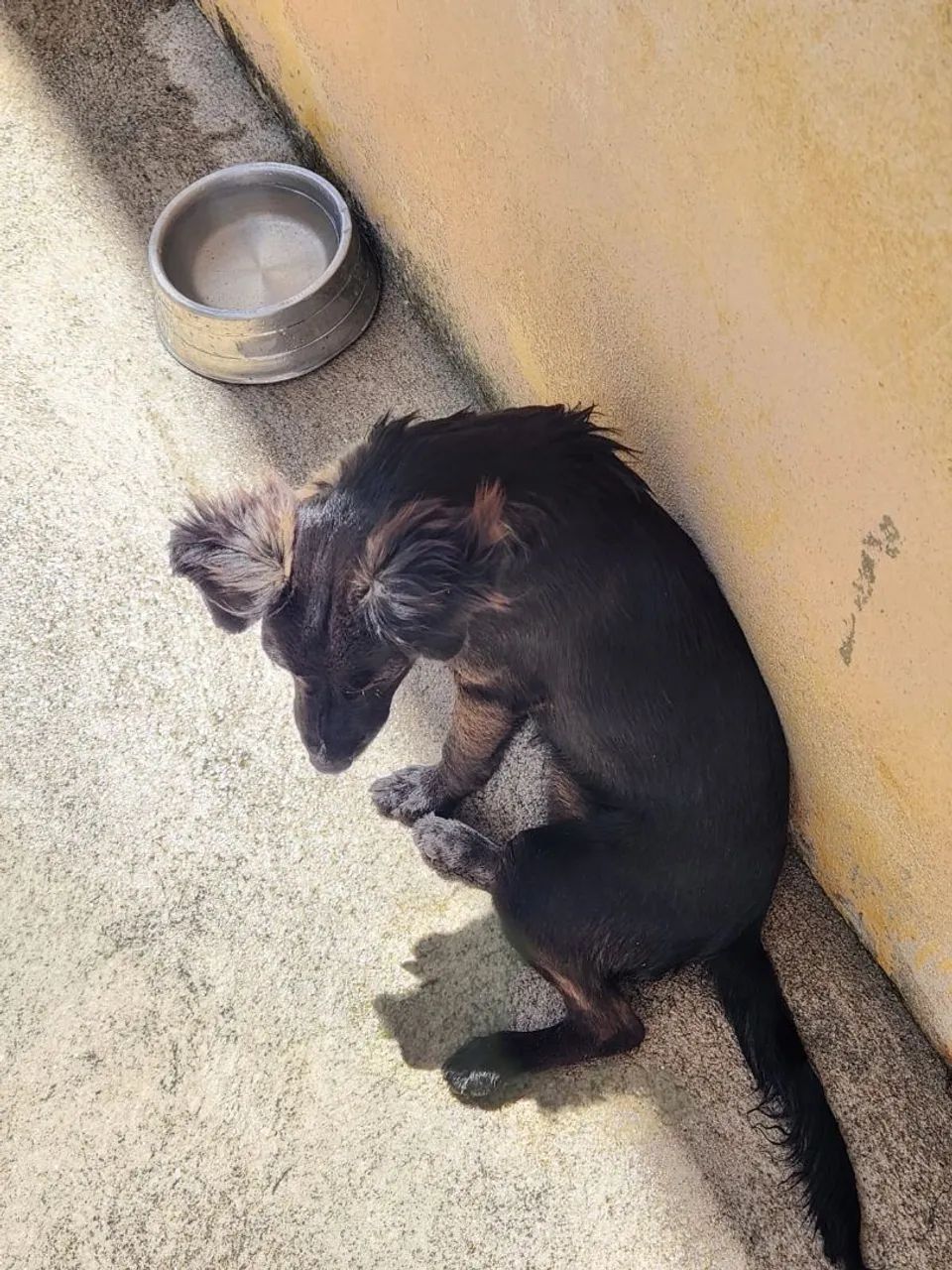 Cadela Filhote - Foto 4