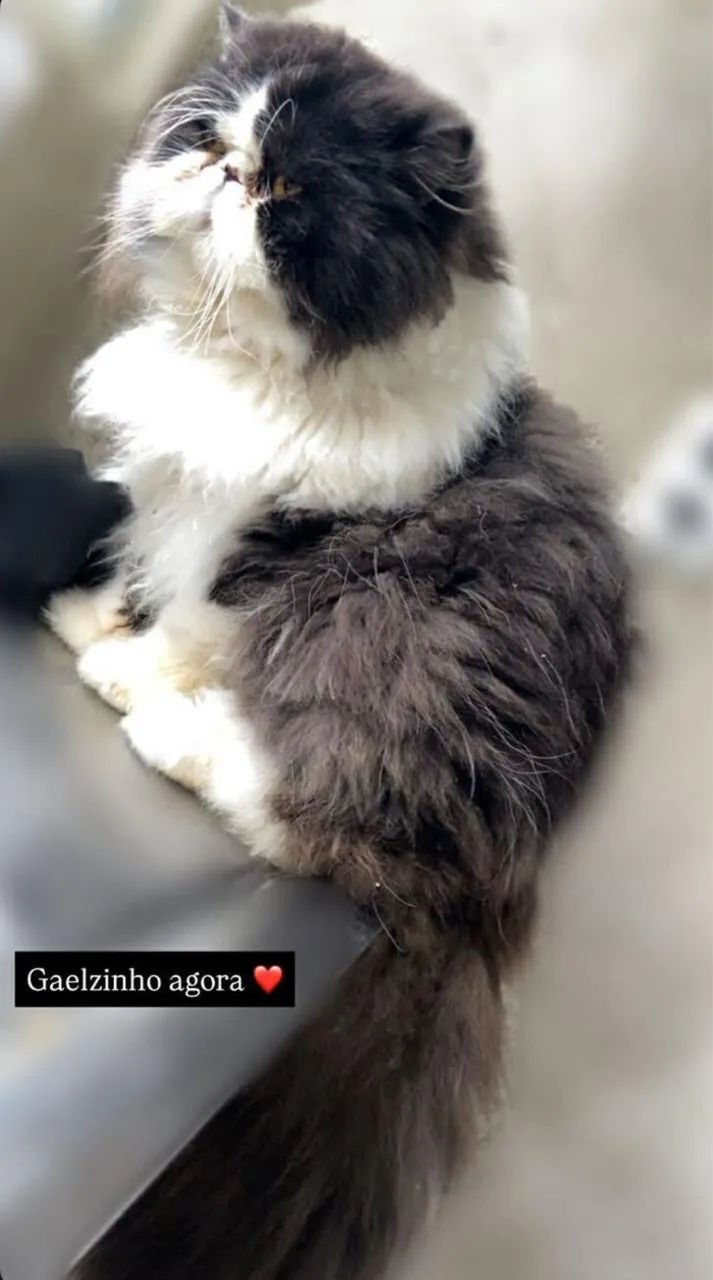 Gatinho Persa disponível  - Foto 5
