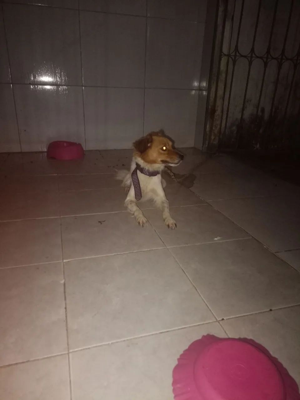Cachorra pequeno porte  - Foto 3