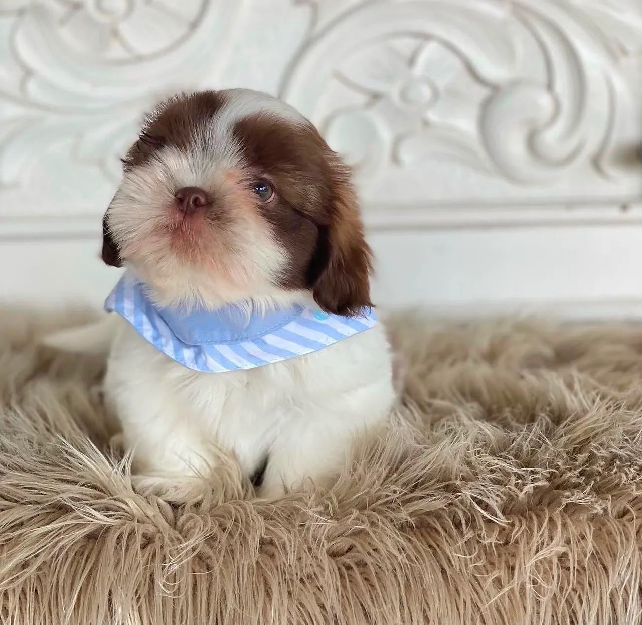 SHIHTZU micro  - Foto 2
