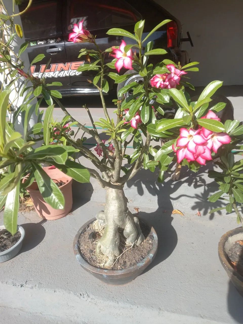 Rosa do deserto - Foto 3