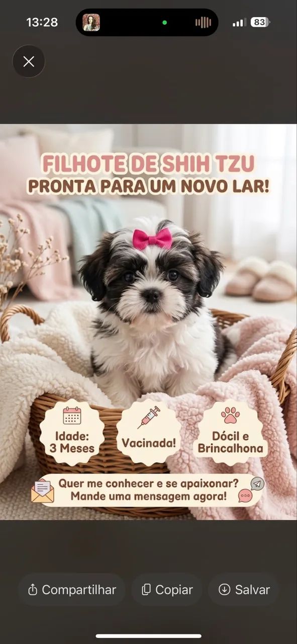 Shih tzu - Foto 2