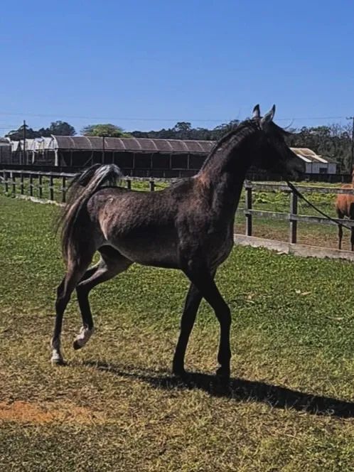 Cavalo Puro Sangue Árabe (Potro) - Foto 4