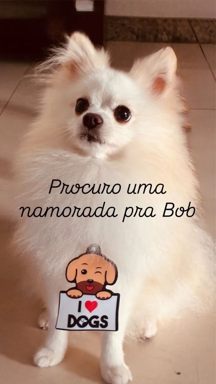 Splitz Alemão Macho para Cruzamento 