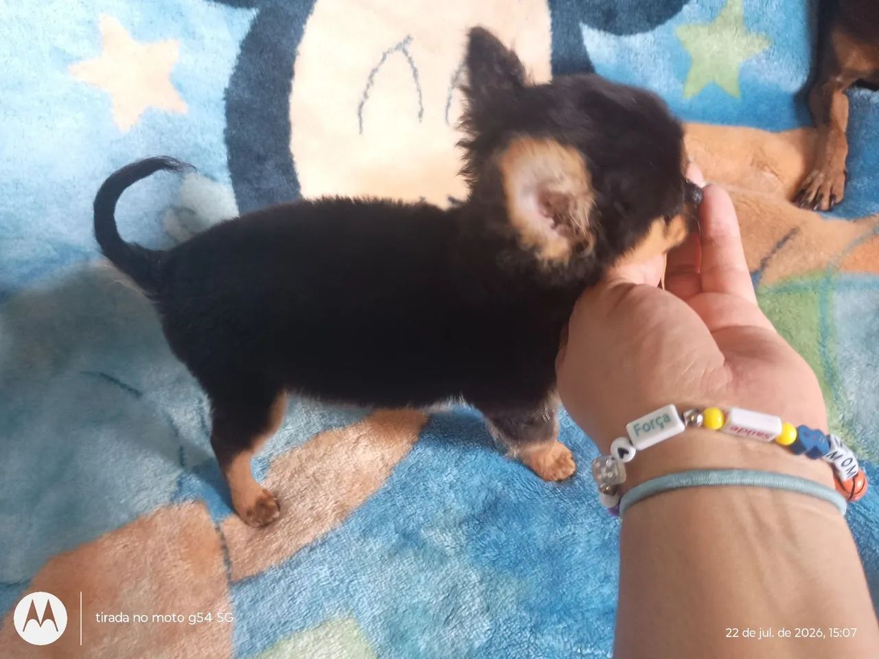 Chihuahuas  - Foto 3