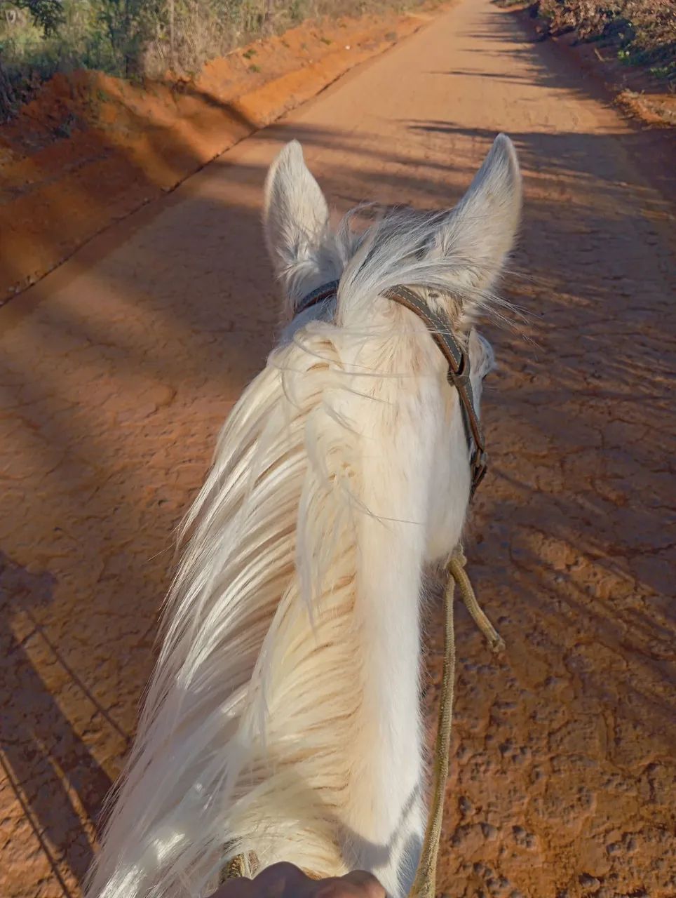 cavalo forte e saudável  - Foto 5