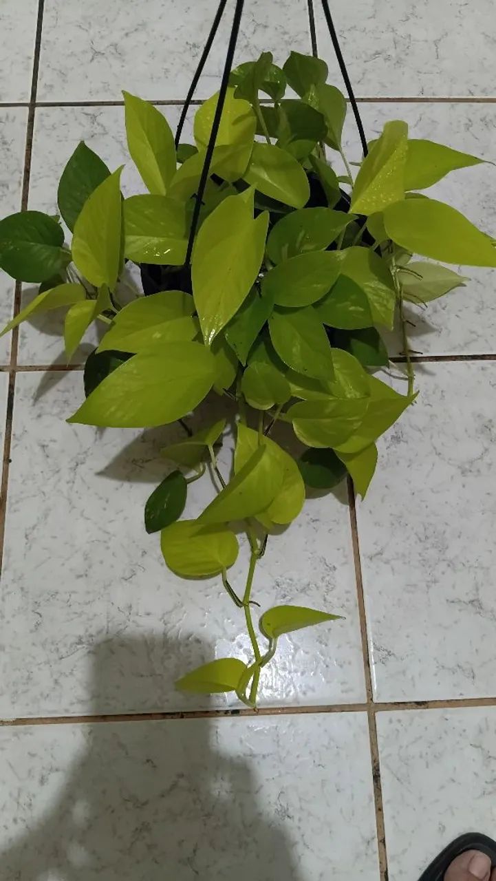 Plantas pendentes  - Foto 2