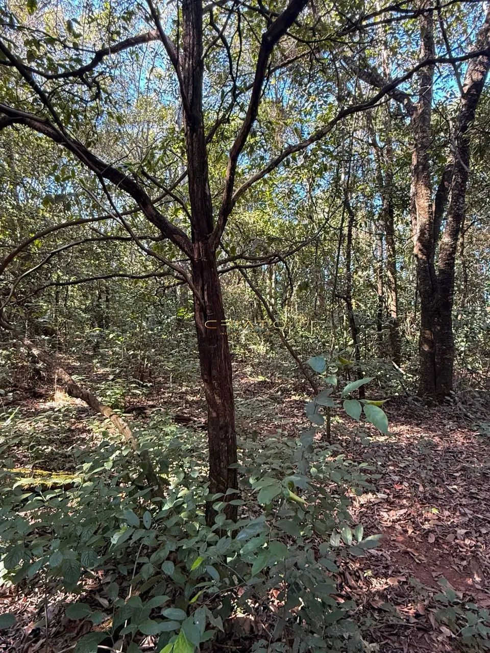 LOTE DE 1200m2 COM MATA NATIVA EM PIRENOPOLIS - Foto 5