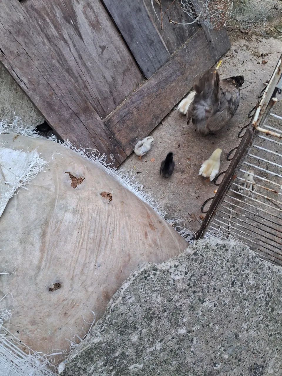 Pintinhos de garnizer 10 reas a unidade - Foto 4