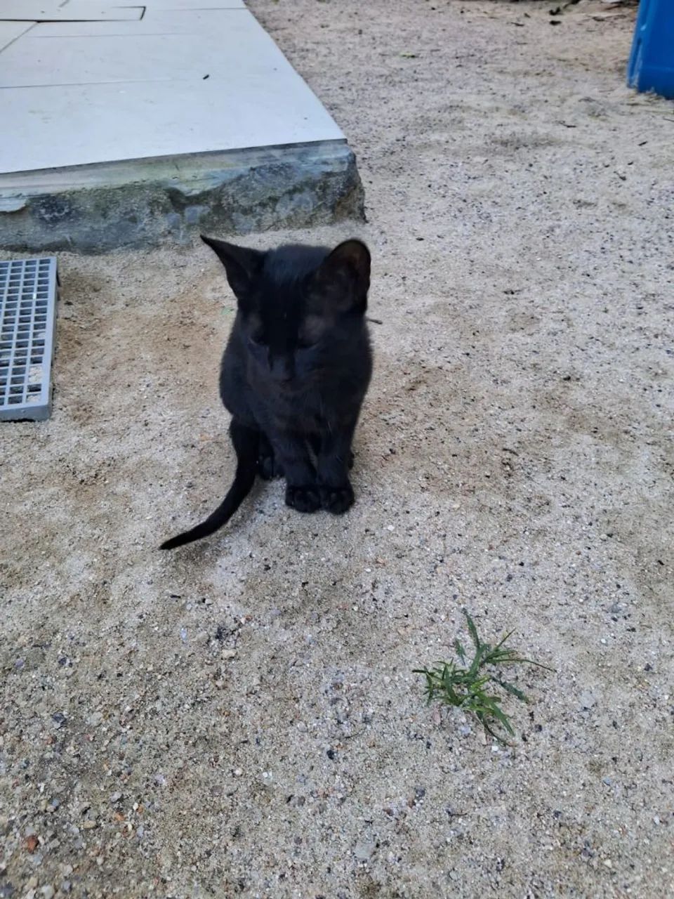 Gatinho pra doação  - Foto 2