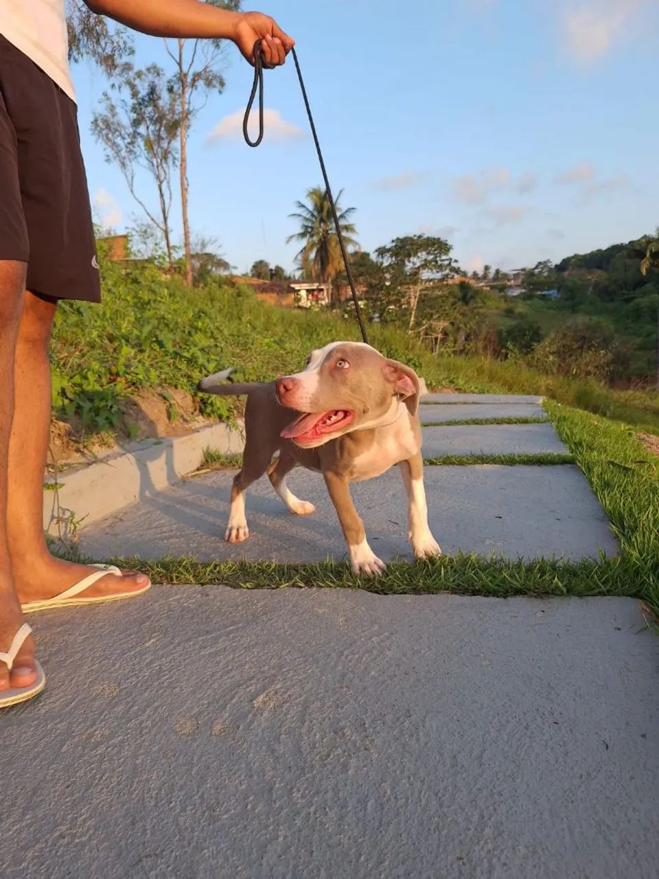 Filhote de Pitbull  - Foto 5